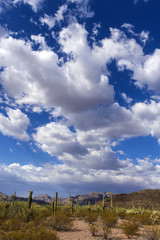 The huge cactus - Carnegie giant (Carnegiea gigantea). Organ Pipe Cactus National Monument,...