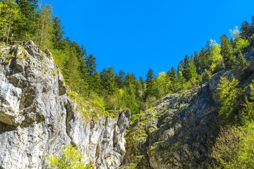 Pine trees on mountain rocks in Transylvania, Romania
