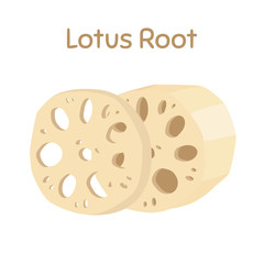 1156435 Lotus root, slices of exotic fruit. Tropical plant. Vector illustration