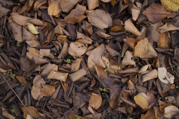 Autumn Leaves Background