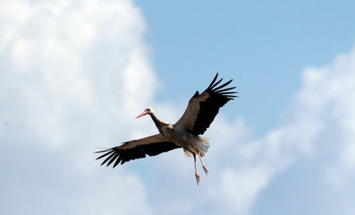 White stork (ciconia ciconia) flying.