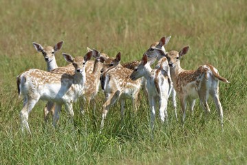 Kleine Damhirschkälber