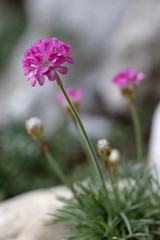 Grasnelke Blüten (Armeria) 