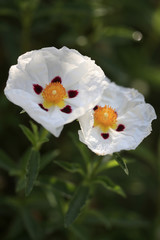 Weiße Lack-Zistrose (Cistus ladanifer)