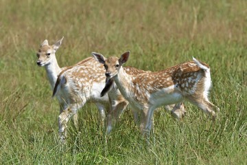 Damhirschkälber auf einer Wiese