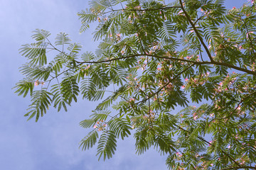 Persian silk tree or pink silk tree blooming (Albizia julibrissin) on the sky background