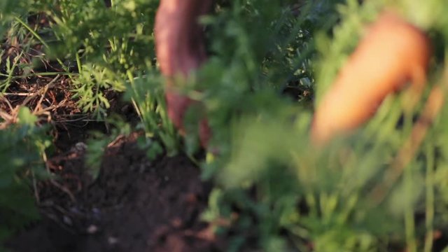 Farmer's hands picking harvest of carrots, close up.