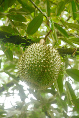 Stock Photo - Durian, king of fruit hanging on brunch tree