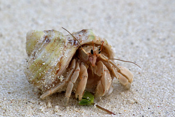 Hermit crab on the beach of Ukulhas, Maldives