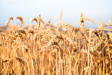 Wheat field in a summer day. Natural background. Sunny weather. Rural scene and shining sunlight. Agricultural