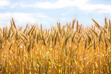 Wheat field