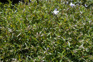 Leaves and buds of moss phlox in spring