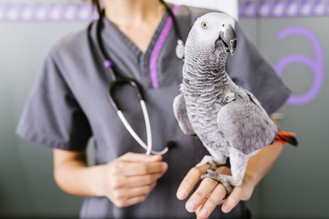 Veterinarian doctor is making a check up of a parrot.