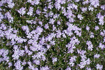 Obraz na płótnie Canvas Lots of mauve flowers of phlox subulata