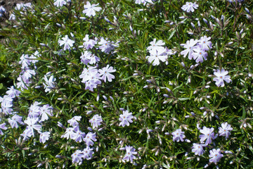 Lilac flowers and buds among green leaves of phlox