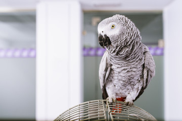 Portrait of a parrot bird.