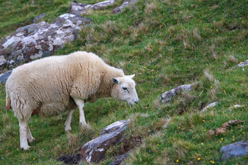 Fototapeta na wymiar schottisches Schaf beim Grasen