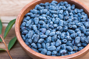 Harvest of Haskap berries, Lonicera caerulea, also calles honeyberries, blue berry honeysuckle or sweetberry honeysuckle