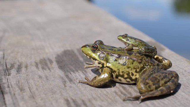 Frogs