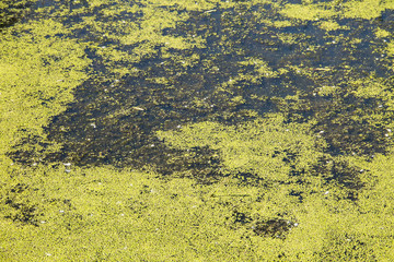Green duckweed on the water surface