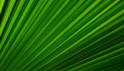 Striped Palm tree leaf in sunlight, close up, background. Colorful green bright sunny palm-tree macro view, backdrop.