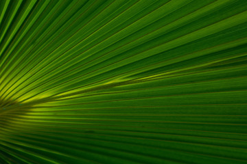 Striped Palm tree leaf in sunlight, close up, background. Colorful green bright sunny palm-tree macro view, backdrop.