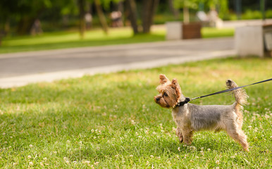 Small Yorkshire terrier in the park