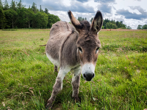 Donkey, nice and cure on a green field