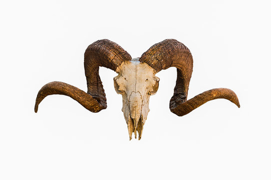 Natural skull of ram with curved horns on white isolated background