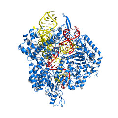 CRISPR/Cas9 genome editing/engineering system. Cas9 can be used to cut target DNA at a site complementary to its loaded RNA. Blue cartoon protein model, RNA in yellow, target DNA orange.