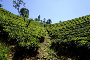 The country side surrounding Adams Peak is covered with tea plantations.