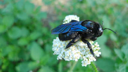 The violet carpenter bee (Xylocopa violacea, Xylocopa iris bee, Xylocopa pavalga)