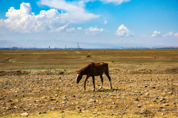 Desert landscape. Blue sky with white clouds. Summer steppe landscape. Hot desert with mountains view. Horse grazing.