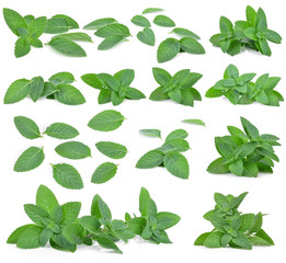 Fresh mint leaves isolated on white © evegenesis