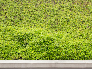 green bush texture and concrete edge for background