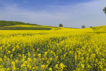 Rapsfeld in der Bl&uuml;te