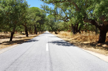 Fototapeta na wymiar road with cork oaks, alentejo region, Portugal