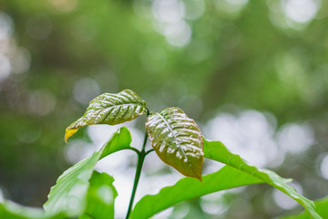 Young leaves of coffee Growing