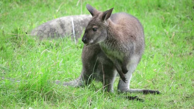 wallaby stands on the green grass