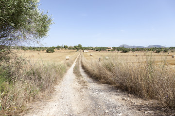 Fototapeta na wymiar Feldweg auf Mallorca Erntezeit