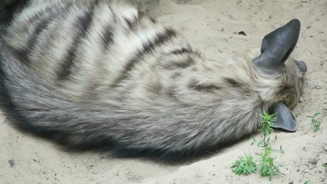 striped hyena lies on the sands