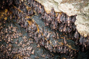 Fruit bats colony at Monfort bat cave - Samal island, Davao