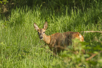 Ricke - Reh in der Abendsonne