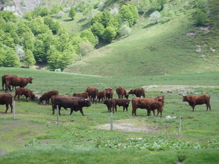 Fototapeta premium cantal auvergne france
