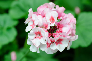Pink geranium flower decorative in a garden