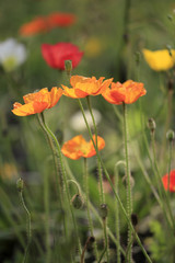 Verschiedene bunte Mohnblumen