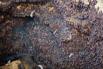 Fruit bats colony at Monfort bat cave - Samal island, Davao