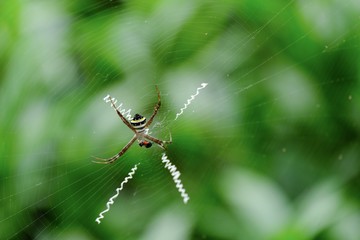 Spider with blur background