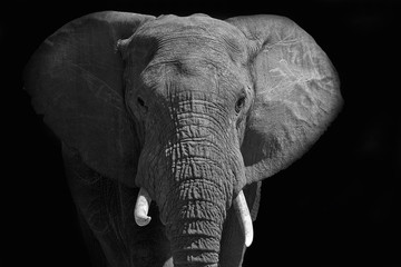 Large African elephant walking into the light