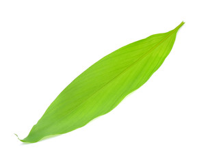 Turmeric leaves isolated on a white background.